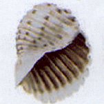 tonna luteostoma