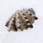 tridacna maxima