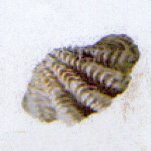 tridacna squamosa