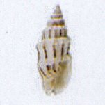 vexillum exasperatum