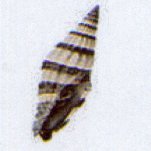 vexillum nugosum