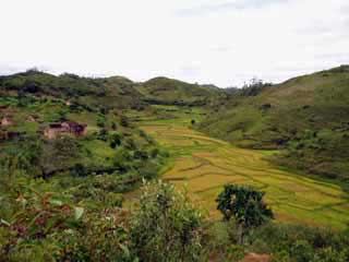 paysage de mada 