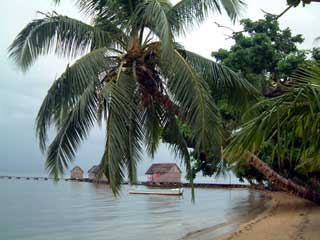 plages cocotiers sable chaud 