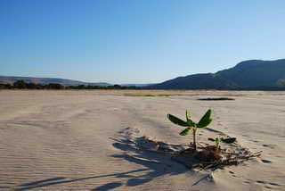 plages cocotiers sable chaud 