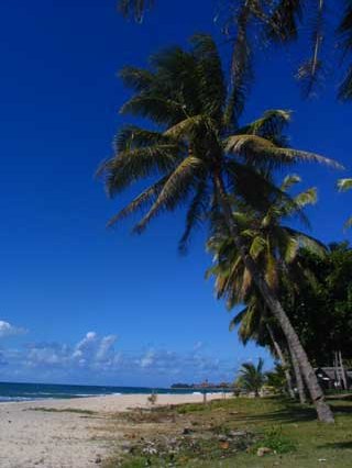 plages cocotiers sable chaud 