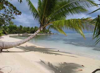 plages cocotiers sable chaud 