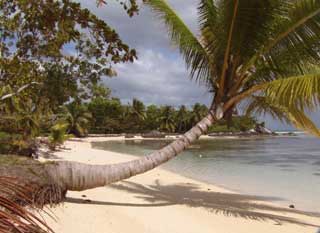 plages cocotiers sable chaud 