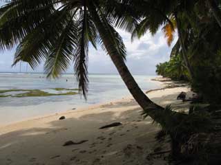 plages cocotiers sable chaud 