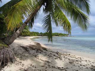 plages cocotiers sable chaud 