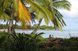 plages cocotiers sable chaud 