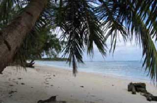 plages cocotiers sable chaud 