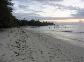 plages cocotiers sable chaud 