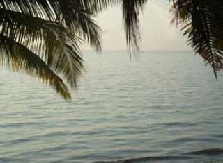 plages cocotiers sable chaud 