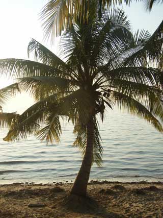 plages cocotiers sable chaud 