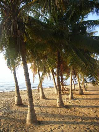 plages cocotiers sable chaud 