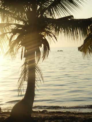 plages cocotiers sable chaud 