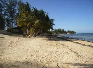 plages cocotiers sable chaud 