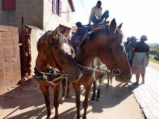 attelage chevaux