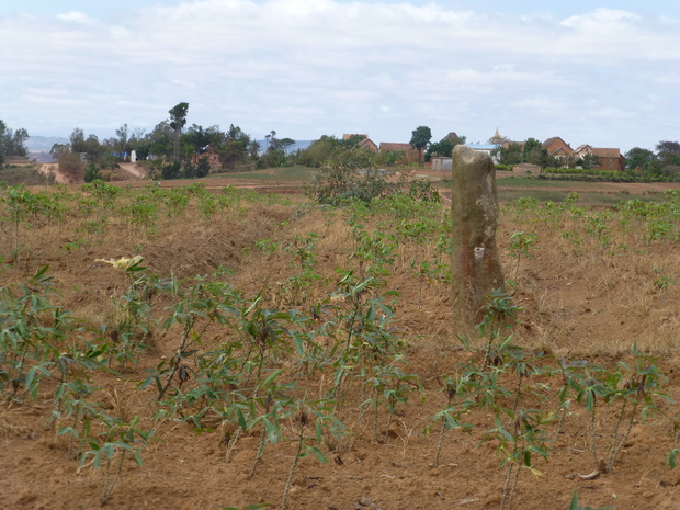 Pierre levée indiquant l'emplacement du tombeau de Ramoratsialaina derrière le village Ambohinanjakana