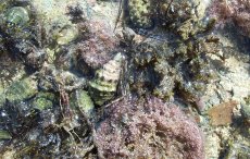 Photos Anakao Intertidal pool