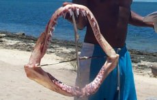 Photos Anakao machoires de requin