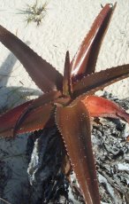 Photos Anakao H Nosy Ve cactus flower