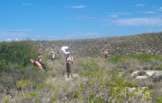 Photos Anakao RTTB bird flying from bush