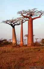 baobab