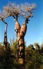Tulear Anakao baobab