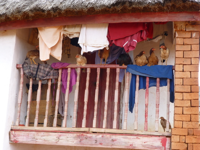 la maison est bien gardée, les poules sont au balcon,