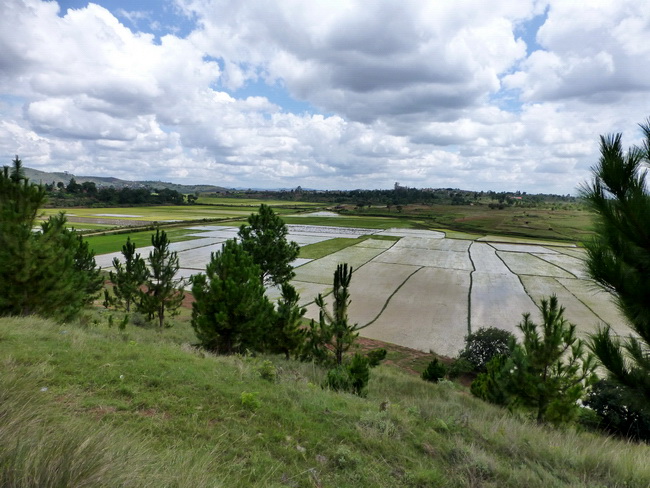 rizières au pied du village d' Alatsinainy 