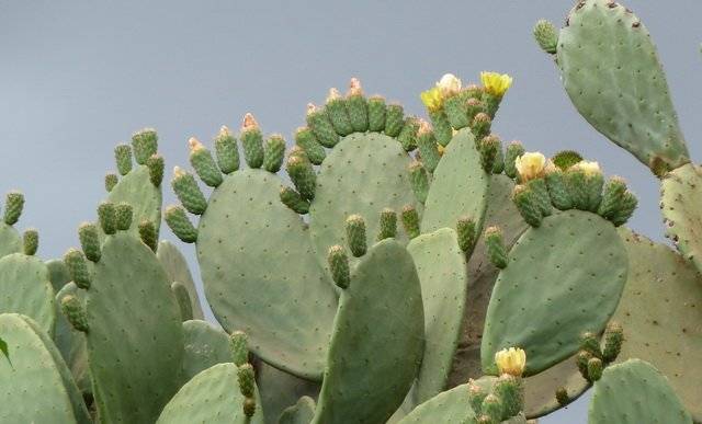 cactus raquette en fleurs 