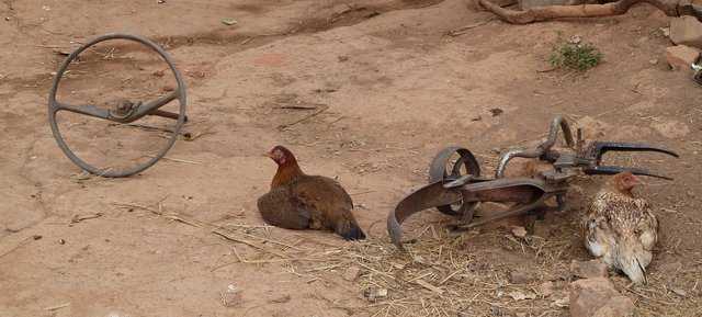 les poules gardiennes des lieux 