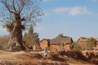 arbre centenaire