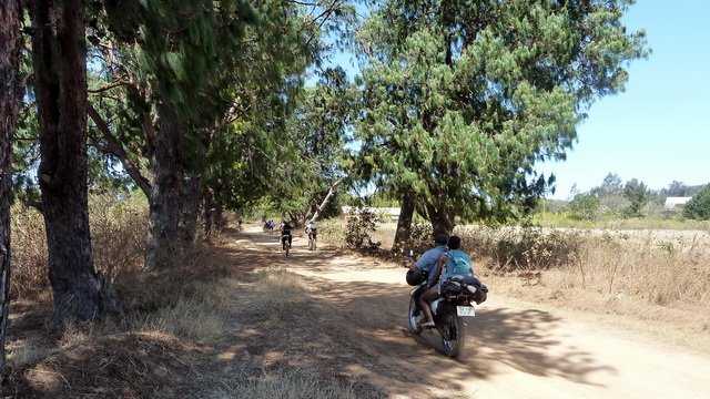 forêt de pins de TSILAMAHANA