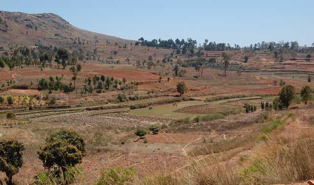 rizières du village de AMBODIRANO