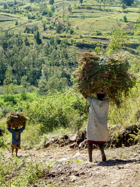 descente de la récolte