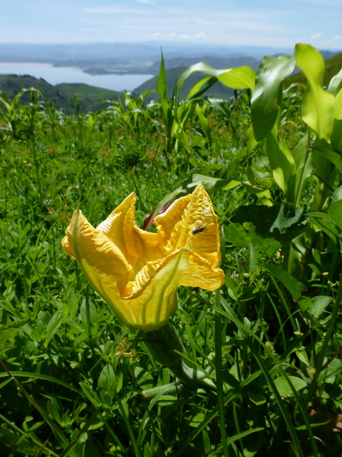 fleur du potiron