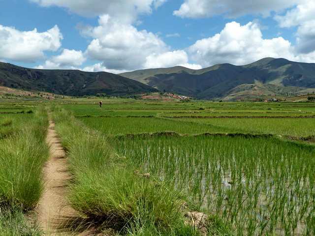 rizières de Manazary