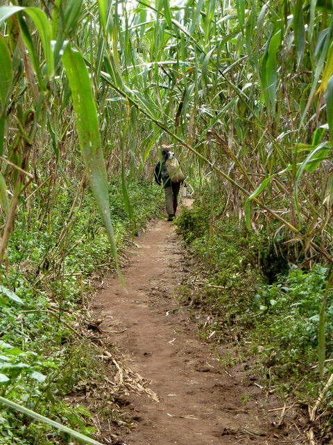 sentier dans la canne à sucre