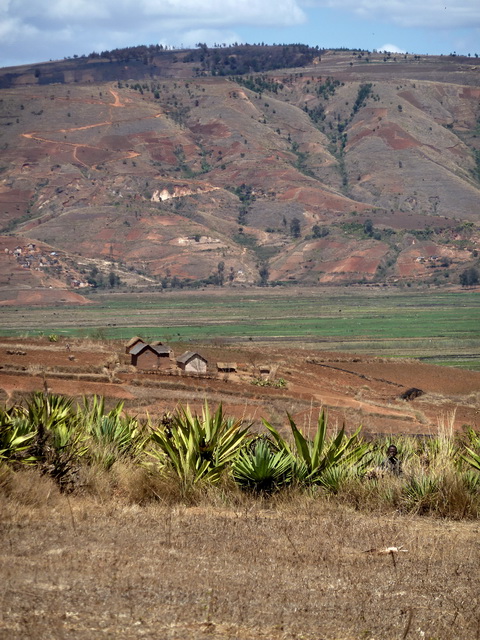 allée d' aloes