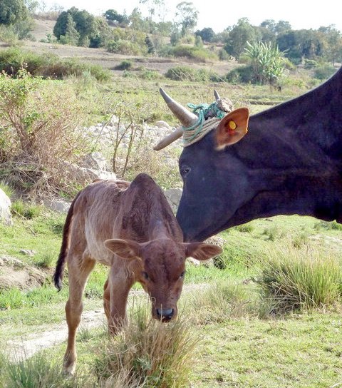 Une mère zébu et son petit