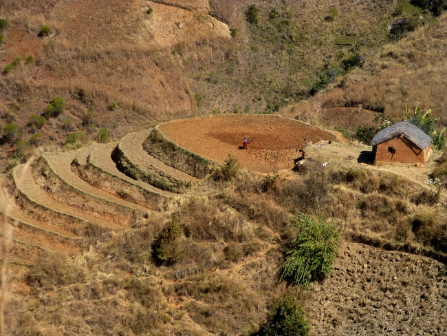 curieuses rizières