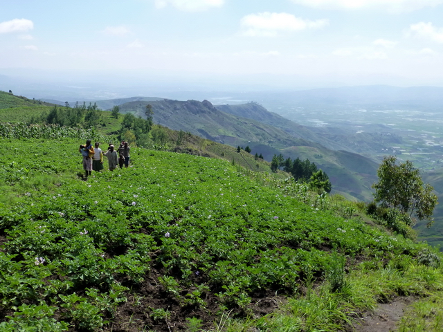 Culture de légumes