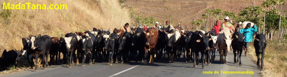 troupeau de zébus