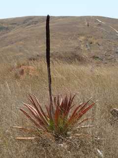 aloes