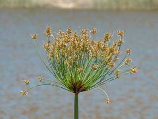 fleur de roseau