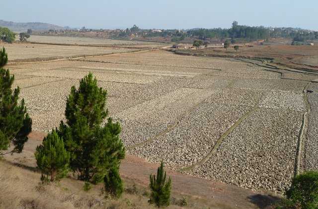 rizières au pied d' Ambohipoloalina