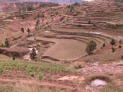 cultures en plateaux