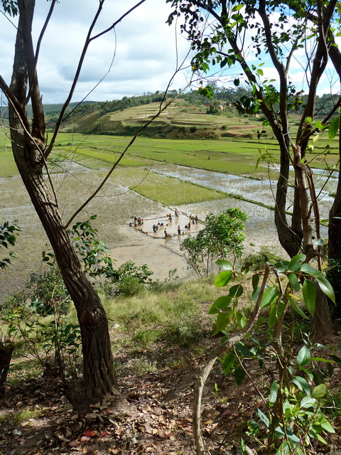 rizières